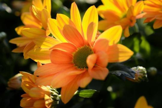 Оранжевый цветок. Фото Свободно для коммерческого использования, Атрибуция не требуется. Бесплатное стоковое фото для свободного скачивания