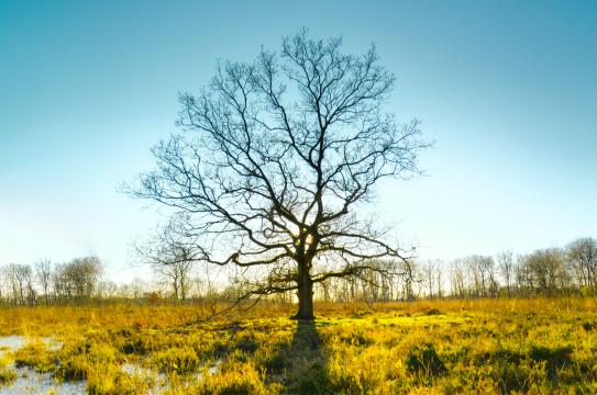Старое дерево на болотах. Фото Свободно для коммерческого использования, Атрибуция не требуется. Бесплатное стоковое фото для свободного скачивания