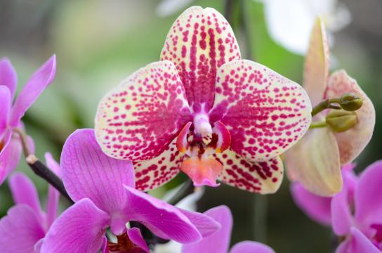 Орхидеи (3). Фото Свободно для коммерческого использования, Атрибуция не требуется. Бесплатное стоковое фото для свободного скачивания