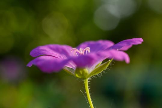 Фиолетовый цветок (18). Фото Свободно для коммерческого использования, Атрибуция не требуется. Бесплатное стоковое фото для свободного скачивания