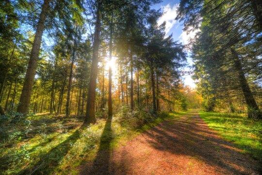 Солнечная тропинка в лесу. Фото Free for commercial use, No attribution required. Бесплатное стоковое фото для свободного скачивания