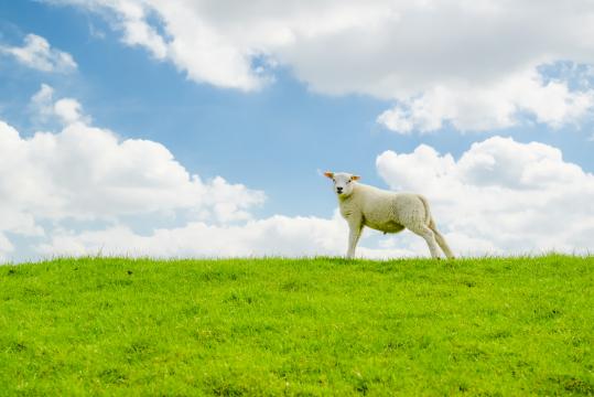 Маленькая овечка. Фото Свободно для коммерческого использования, Атрибуция не требуется. Бесплатное стоковое фото для свободного скачивания