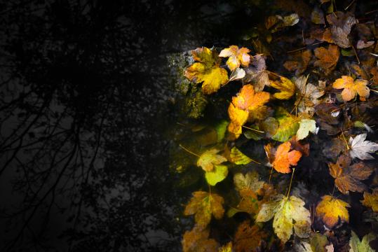 Яркие листья в темной воде. Фото Свободно для коммерческого использования, Атрибуция не требуется. Бесплатное стоковое фото для свободного скачивания