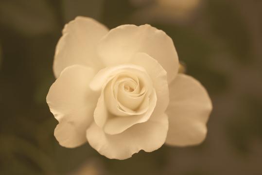 Белая роза (6). Фото Свободно для коммерческого использования, Атрибуция не требуется. Бесплатное стоковое фото для свободного скачивания