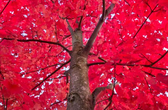 Красная крона дерева. Фото Свободно для коммерческого использования, Атрибуция не требуется. Бесплатное стоковое фото для свободного скачивания