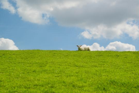 Ягненок, лежащий на траве. Фото Free for commercial use, No attribution required. Бесплатное стоковое фото для свободного скачивания