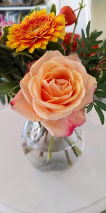 Оранжевая роза в вазе. Фото Free for commercial use, No attribution required. Бесплатное стоковое фото для свободного скачивания