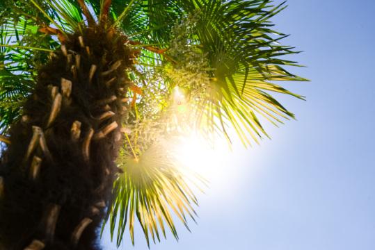 Пальма на солнце. Фото Free for commercial use, No attribution required. Бесплатное стоковое фото для свободного скачивания