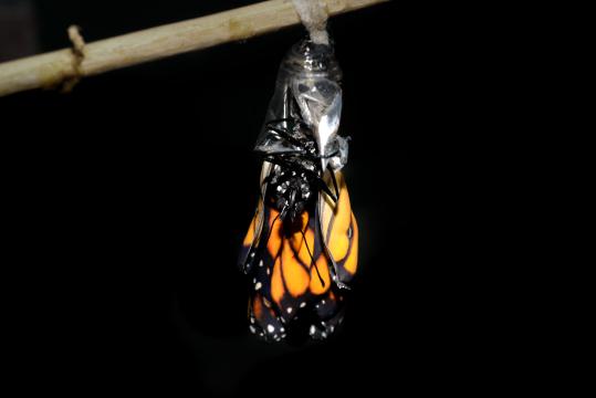 Рождение бабочки. Фото Свободно для коммерческого использования, Атрибуция не требуется. Бесплатное стоковое фото для свободного скачивания