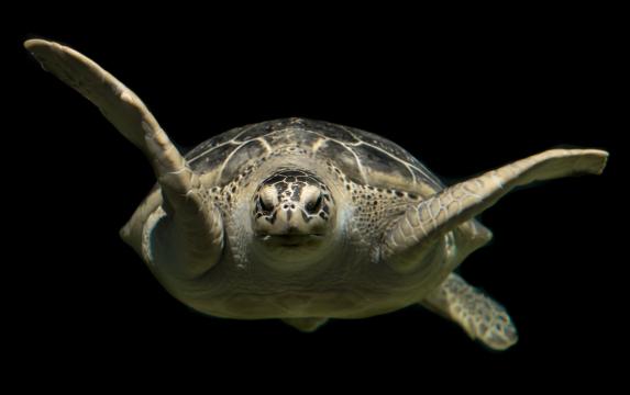 Морская черепаха. Фото Free for commercial use, No attribution required. Бесплатное стоковое фото для свободного скачивания