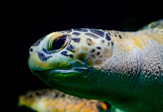 Голова морской черепахи. Фото Free for commercial use, No attribution required. Бесплатное стоковое фото для свободного скачивания