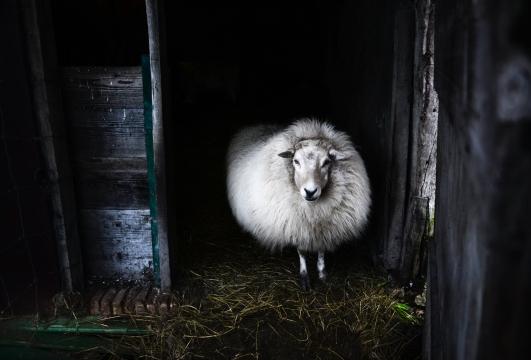 Белая овца в хлеву. Фото Free for commercial use, No attribution required. Бесплатное стоковое фото для свободного скачивания