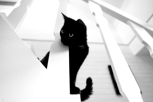 Черная кошка на лестнице. Фото Free for commercial use, No attribution required. Бесплатное стоковое фото для свободного скачивания