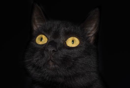 Черная кошка с желтыми глазами. Фото Free for commercial use, No attribution required. Бесплатное стоковое фото для свободного скачивания