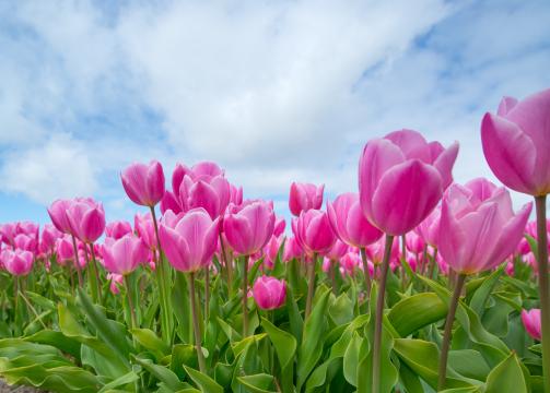 Розовые тюльпаны в поле. Фото Free for commercial use, No attribution required. Бесплатное стоковое фото для свободного скачивания