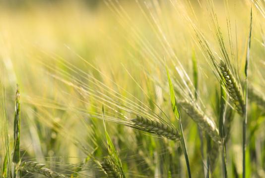 Пшеница в поле. Фото Free for commercial use, No attribution required. Бесплатное стоковое фото для свободного скачивания