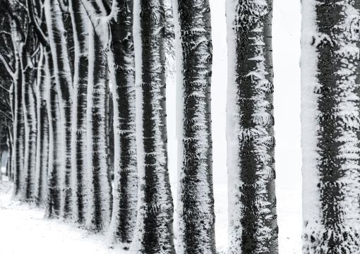 Ряд деревьев зимой. Фото Free for commercial use, No attribution required. Бесплатное стоковое фото для свободного скачивания
