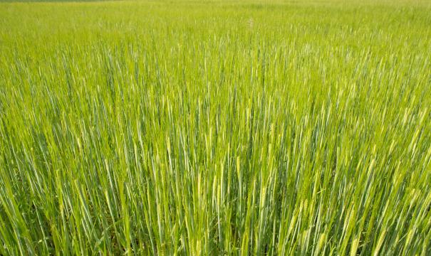 Свежая пшеница весной. Фото Free for commercial use, No attribution required. Бесплатное стоковое фото для свободного скачивания