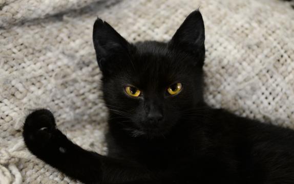 Черный котенок. Фото Свободно для коммерческого использования, Атрибуция не требуется. Бесплатное стоковое фото для свободного скачивания