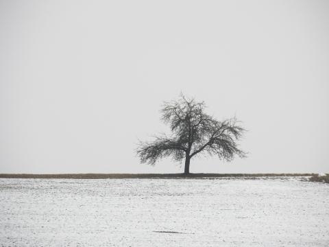 Одинокое зимнее дерево. Фото Свободно для коммерческого использования, Атрибуция не требуется. Бесплатное стоковое фото для свободного скачивания