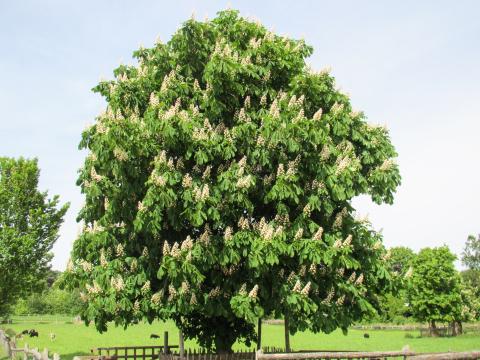 Цветущее каштановое дерево. Фото Свободно для коммерческого использования, Атрибуция не требуется. Бесплатное стоковое фото для свободного скачивания