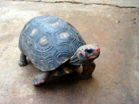 Красноногая черепаха. Фото Свободно для коммерческого использования, Атрибуция не требуется. Бесплатное стоковое фото для свободного скачивания