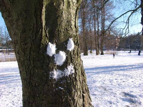 Улыбающееся лицо дерева в снегу. Фото Свободно для коммерческого использования, Атрибуция не требуется. Бесплатное стоковое фото для свободного скачивания
