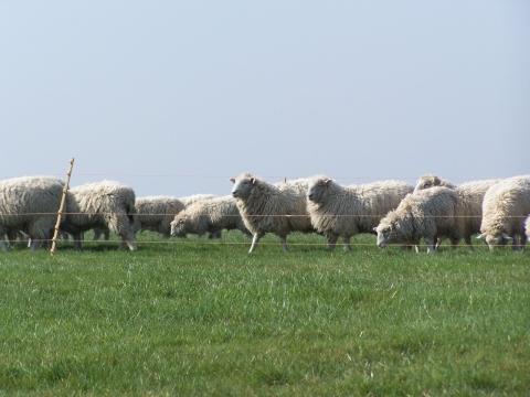 Стадо овец (2). Фото Свободно для коммерческого использования, Атрибуция не требуется. Бесплатное стоковое фото для свободного скачивания