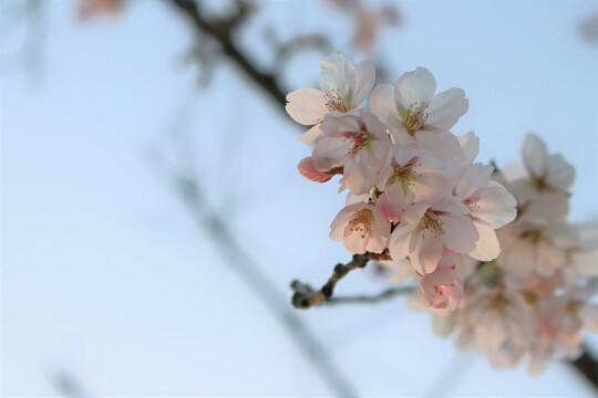 Цветок. Апрель. Весна. Фото Free for commercial use, No attribution required. Бесплатное стоковое фото для свободного скачивания