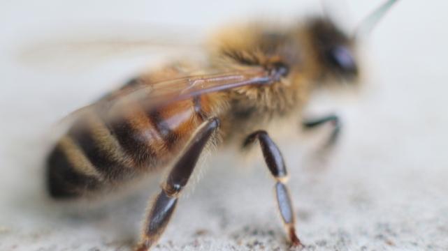 Медоносная пчела (2). Фото Свободно для коммерческого использования, Атрибуция не требуется. Бесплатное стоковое фото для свободного скачивания