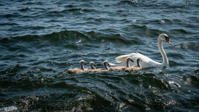 Лебеди плавают в воде. Фото Free for commercial use, No attribution required. Бесплатное стоковое фото для свободного скачивания