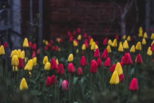 Разноцветные тюльпаны (3). Фото Свободно для коммерческого использования, Атрибуция не требуется. Бесплатное стоковое фото для свободного скачивания