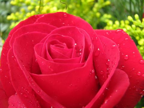 Одинокая красная роза. Фото Свободно для коммерческого использования, Атрибуция не требуется. Бесплатное стоковое фото для свободного скачивания