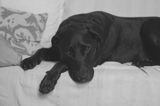 Черная собака. Фото Free for commercial use, No attribution required. Бесплатное стоковое фото для свободного скачивания