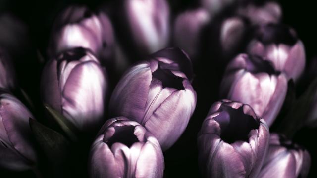 Фиолетовые тюльпаны (2). Фото Свободно для коммерческого использования, Атрибуция не требуется. Бесплатное стоковое фото для свободного скачивания