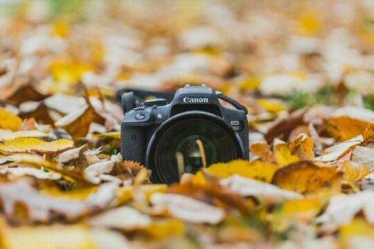 Canon Camera.Осенние листья. Фото Свободно для коммерческого использования, Атрибуция не требуется. Бесплатное стоковое фото для свободного скачивания