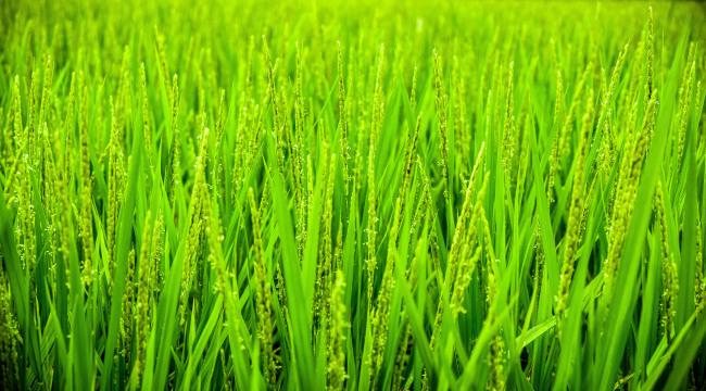 Зеленая трава. Фото Free for commercial use, No attribution required. Бесплатное стоковое фото для свободного скачивания
