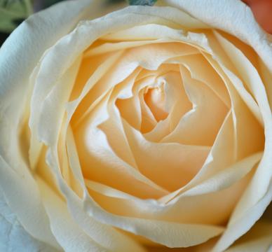 Крупным планом красивая роза. Фото Свободно для коммерческого использования, Атрибуция не требуется. Бесплатное стоковое фото для свободного скачивания