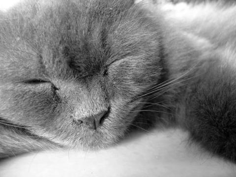 Спящая кошка (3). Фото Свободно для коммерческого использования, Атрибуция не требуется. Бесплатное стоковое фото для свободного скачивания