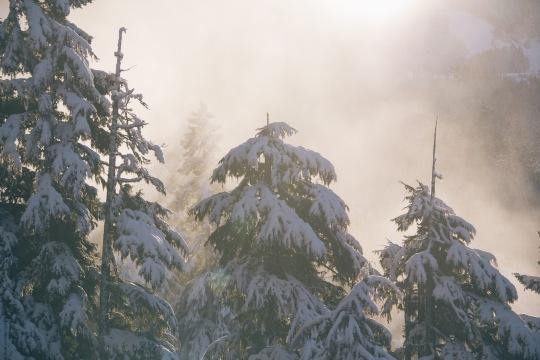 Туман зимой. Фото Свободно для коммерческого использования, Атрибуция не требуется. Бесплатное стоковое фото для свободного скачивания