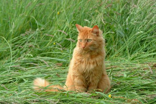 Рыжий кот. Фото Свободно для коммерческого использования, Атрибуция не требуется. Бесплатное стоковое фото для свободного скачивания