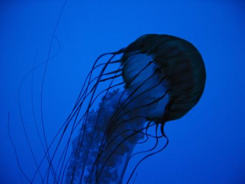 Медузы в голубой воде. Фото Free for commercial use, No attribution required. Бесплатное стоковое фото для свободного скачивания
