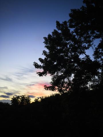 Закат. Деревья. Фото Free for commercial use, No attribution required. Бесплатное стоковое фото для свободного скачивания