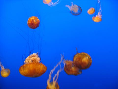 медузы. Фото Free for commercial use, No attribution required. Бесплатное стоковое фото для свободного скачивания