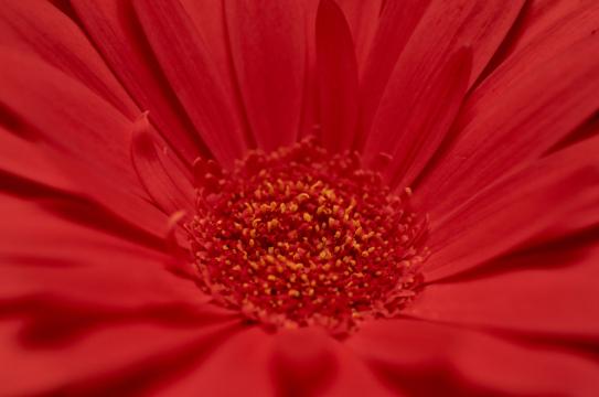 Красный цветок. Фото Свободно для коммерческого использования, Атрибуция не требуется. Бесплатное стоковое фото для свободного скачивания