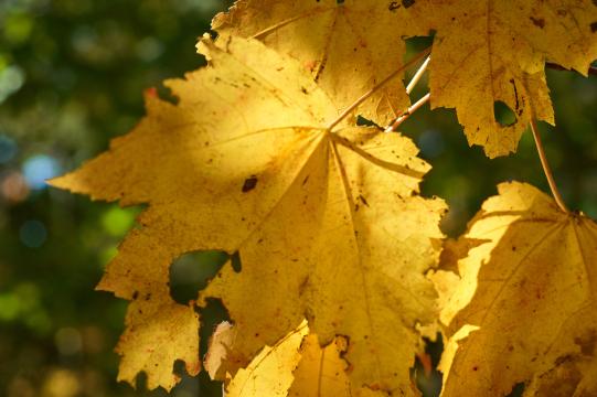 Осенний листопад. Фото Free for commercial use, No attribution required. Бесплатное стоковое фото для свободного скачивания