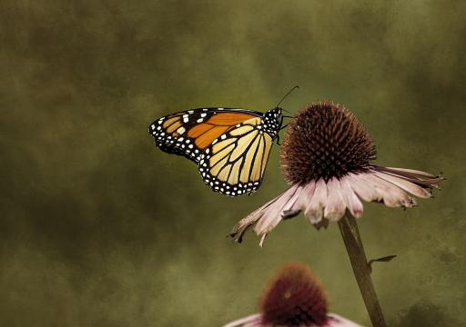 Сад насекомых-бабочек. Фото Free for commercial use, No attribution required. Бесплатное стоковое фото для свободного скачивания