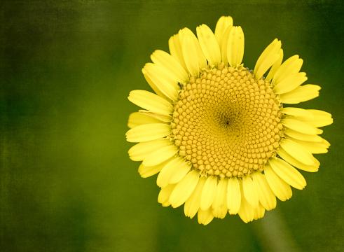 Желтый цветок Маргаритки. Фото Свободно для коммерческого использования, Атрибуция не требуется. Бесплатное стоковое фото для свободного скачивания