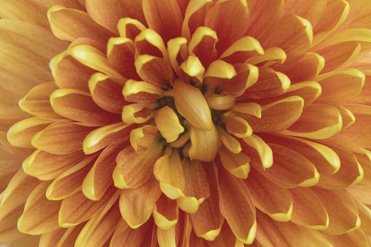 Оранжевый цветок (7). Фото Свободно для коммерческого использования, Атрибуция не требуется. Бесплатное стоковое фото для свободного скачивания