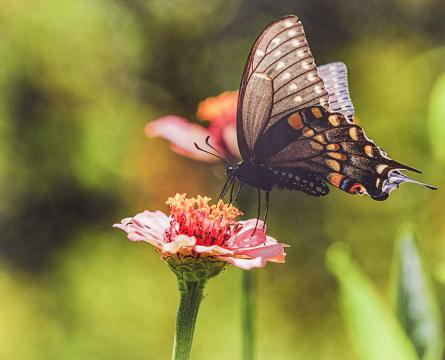 Бабочка и цветок. Фото Free for commercial use, No attribution required. Бесплатное стоковое фото для свободного скачивания